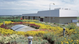 Zielone dachy – mariaż technologii z ekologią